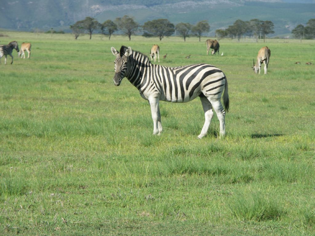 zebre eastern cape